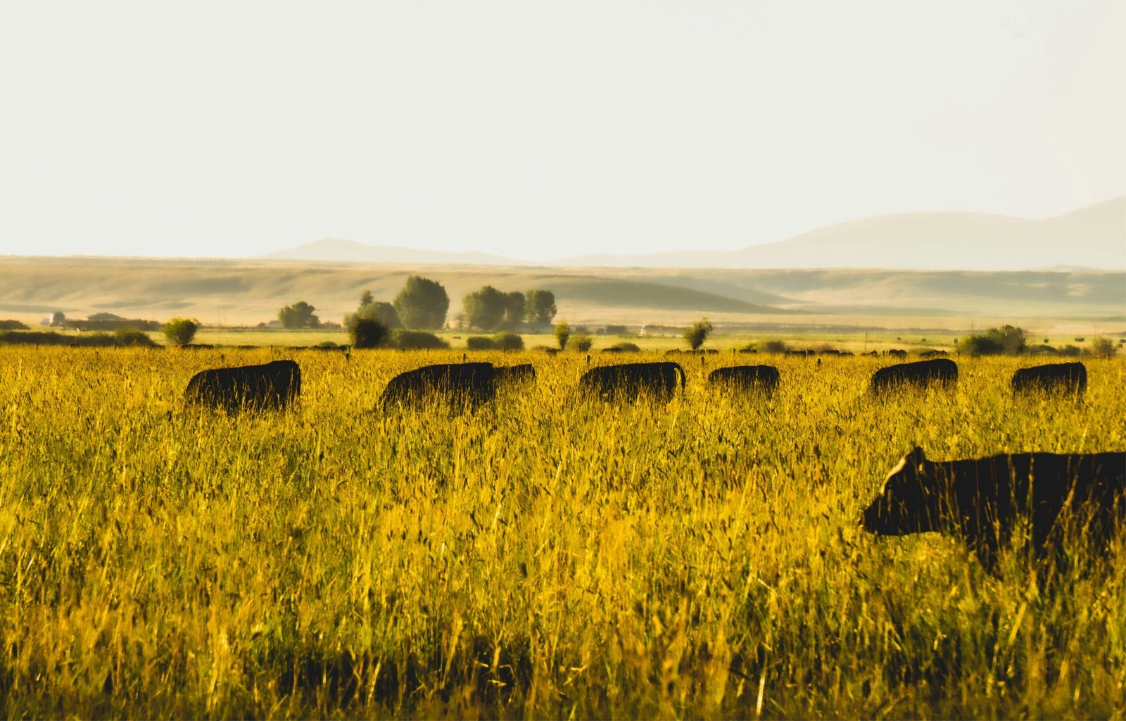 Dark Cattle Grazing In Golden Field 1 Scaled 1
